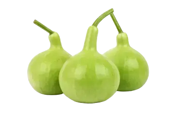 Bottle Gourd (Lagenaria siceraria)