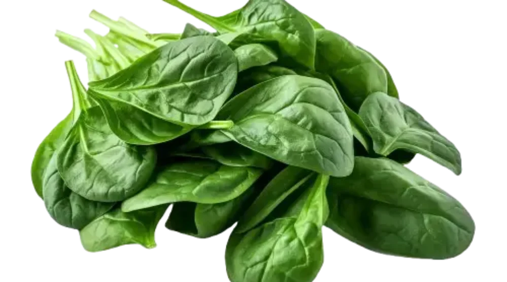 The Nature Fix