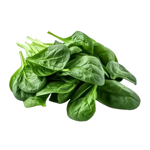 Spinach (Spinacia oleracea)