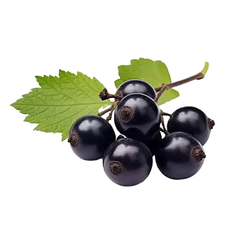 Jamun (Black Plum)