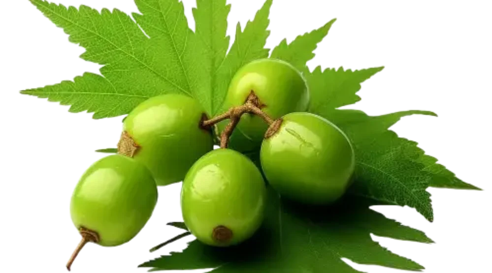 The Nature Fix