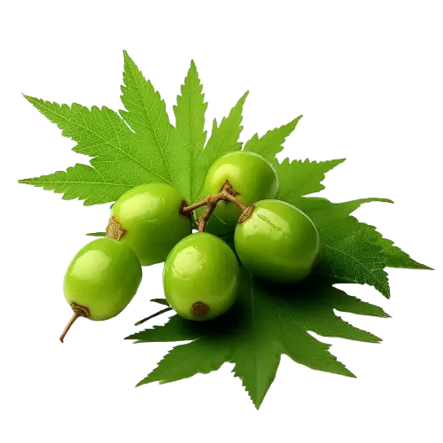 Ber (Indian Jujube)