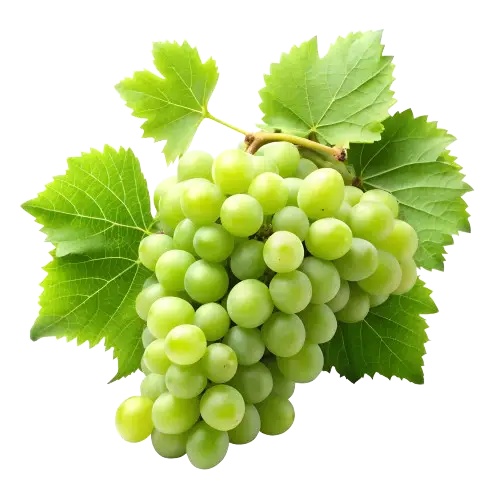Grapes (Vitis spp.)