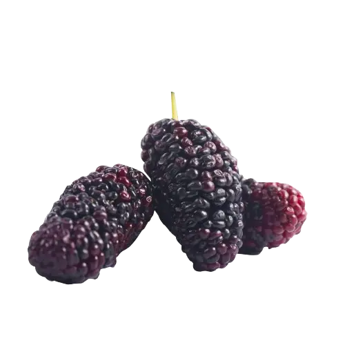 Mulberry (Morus spp.)