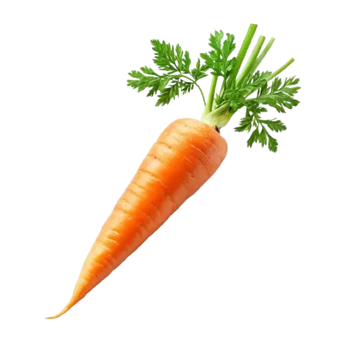 Carrot (Daucus carota)