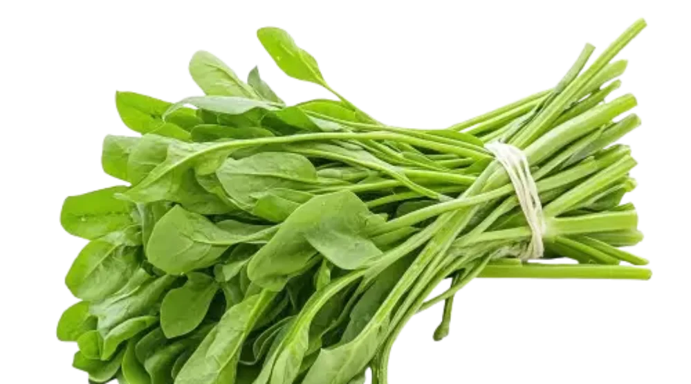 The Nature Fix