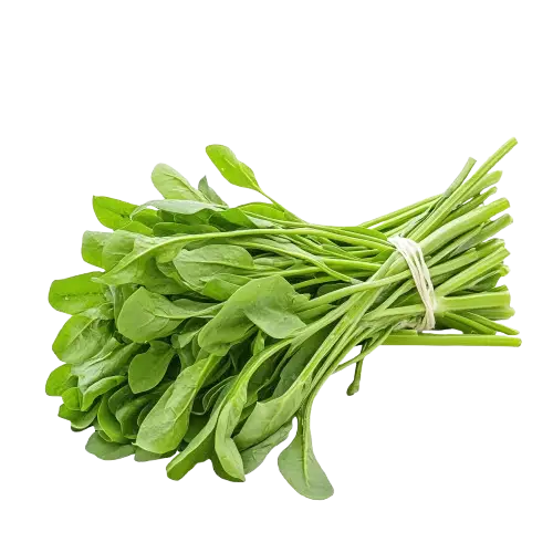 Fenugreek Leaves (Trigonella foenum-graecum)