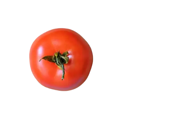 Tomato (Solanum lycopersicum)
