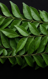 The Nature Fix