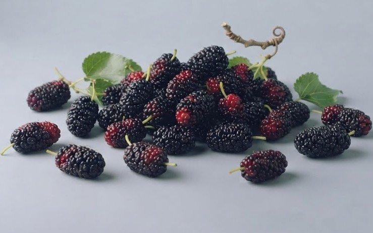 Mulberry