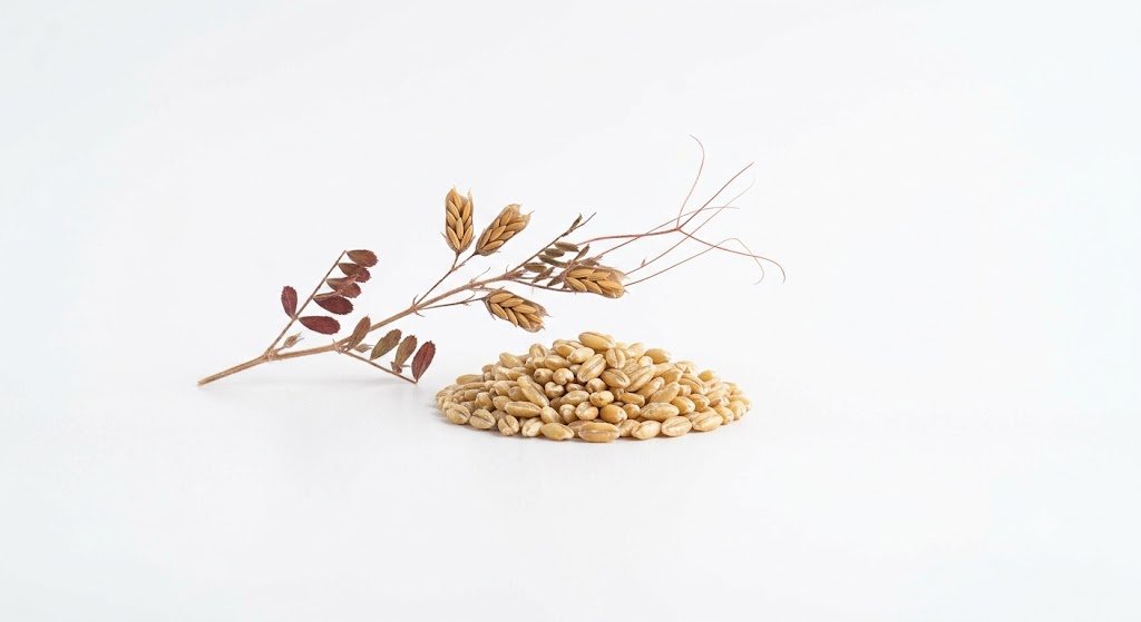 Barley