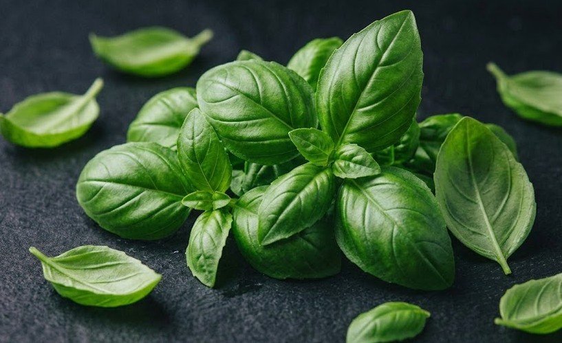 Basil