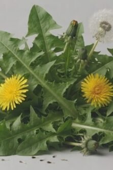 The Nature Fix