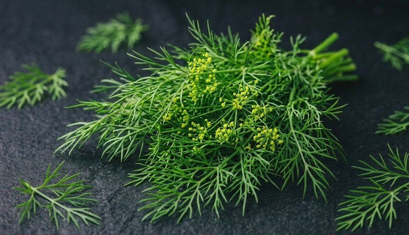 Dill