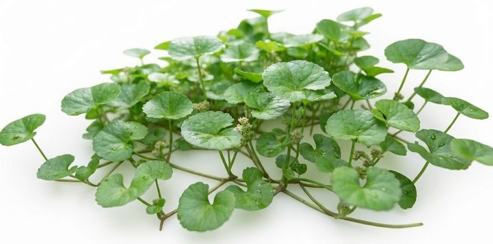 Gotu Kola