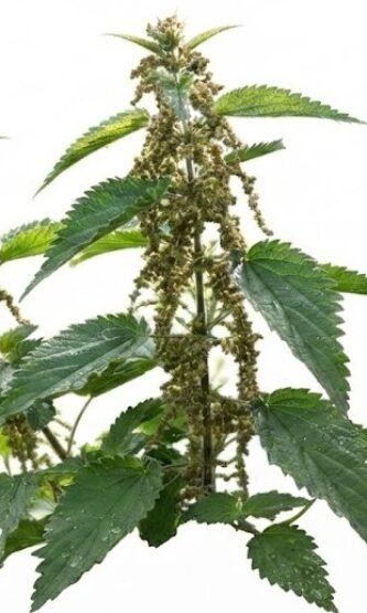 The Nature Fix