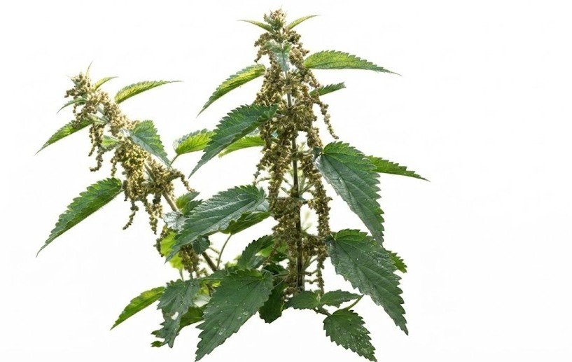 Nettle