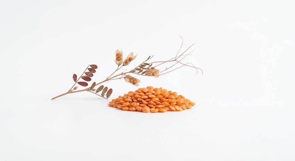Red lentil