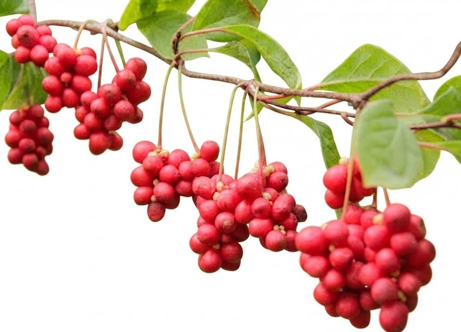 Schisandra Berry
