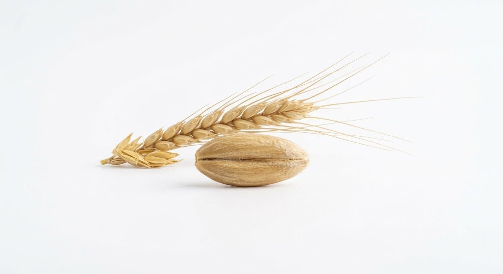 Wheat