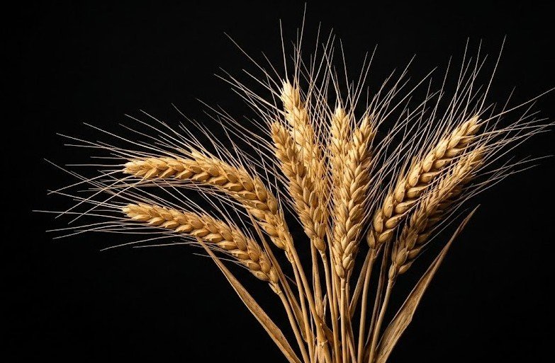 Wheat