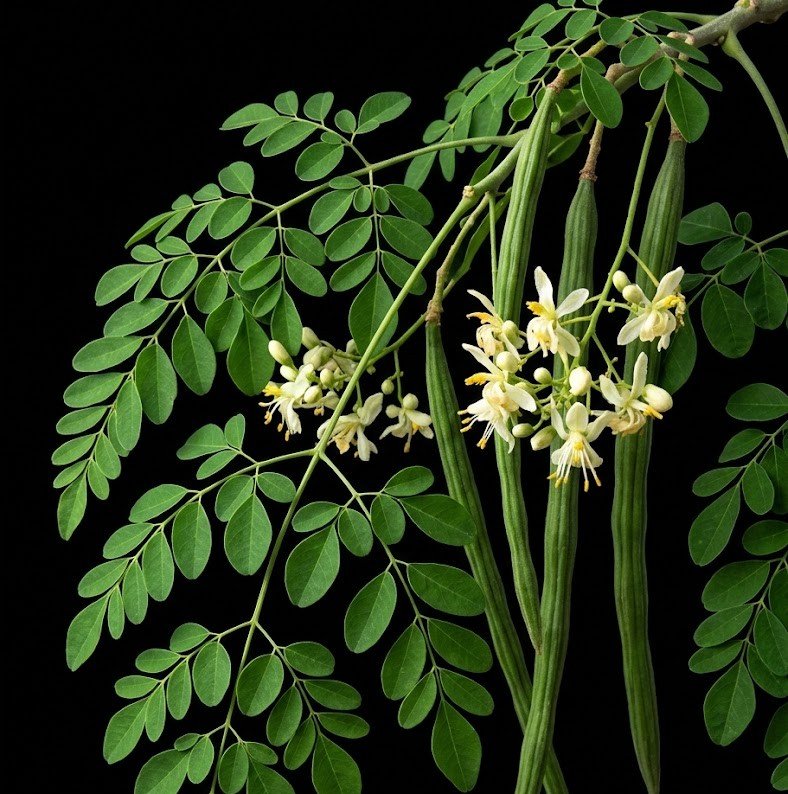 Moringa leaves